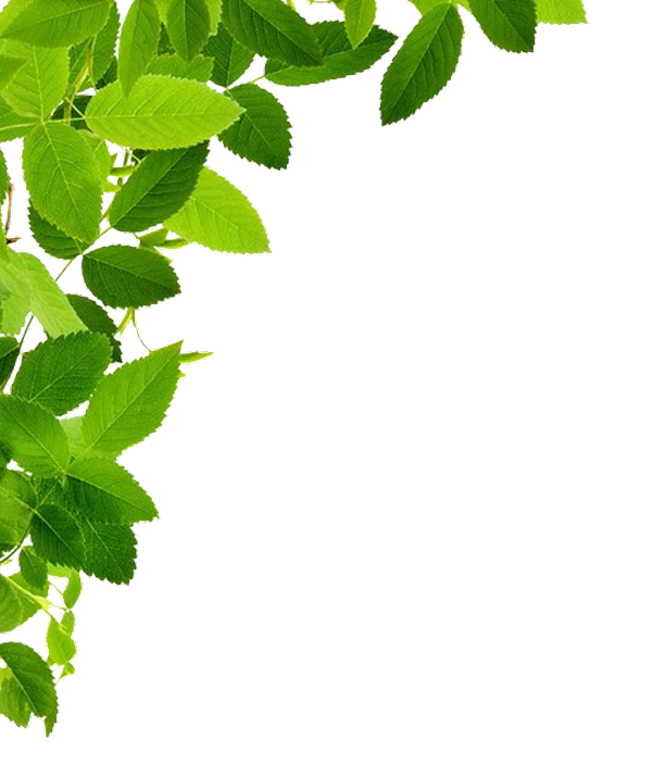Natural decoration