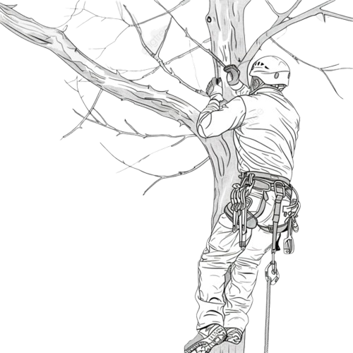 Tree trimming worker