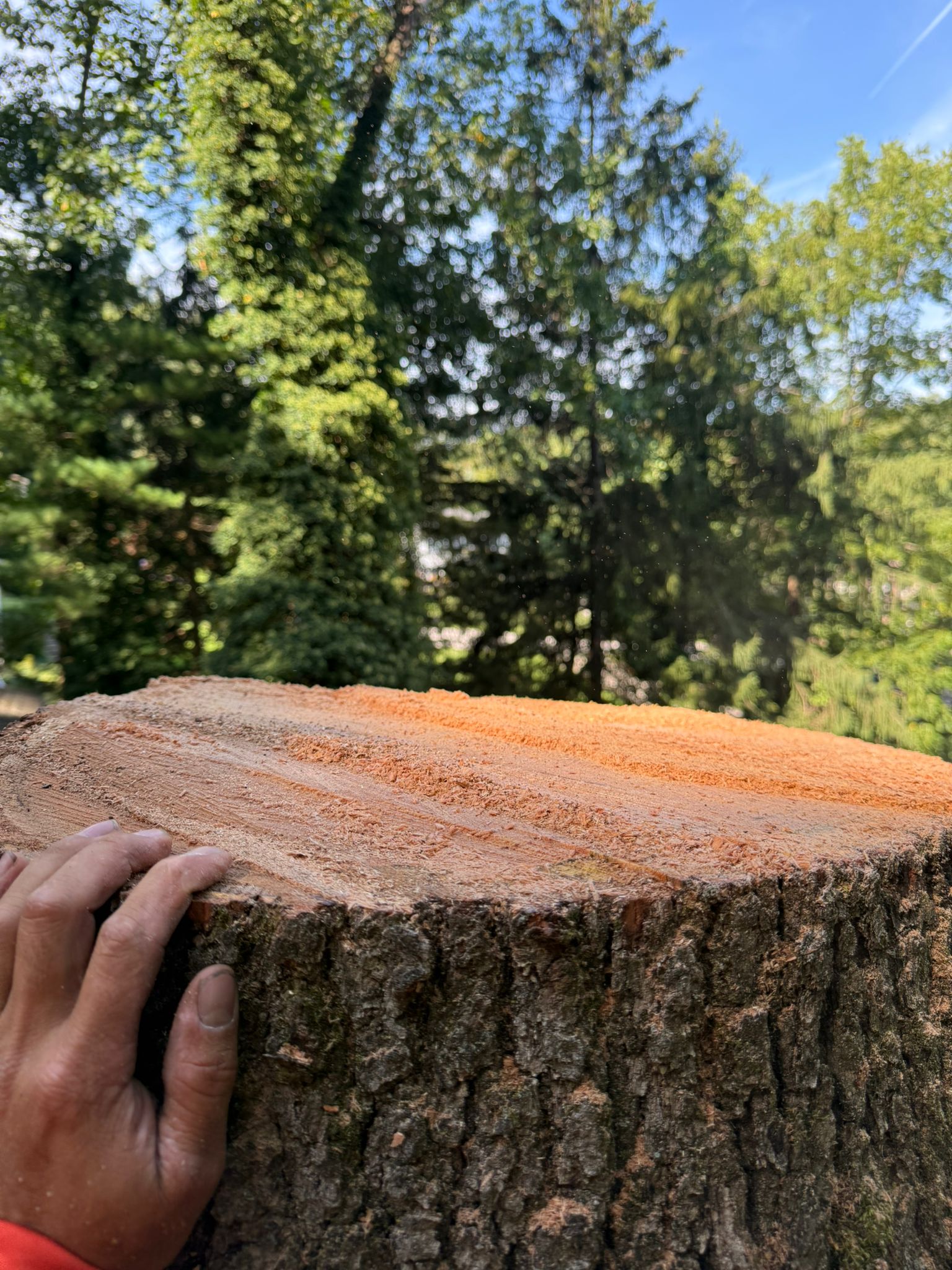Tree trimming service by D A TREE SERVICE
