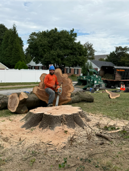 Tree Removal