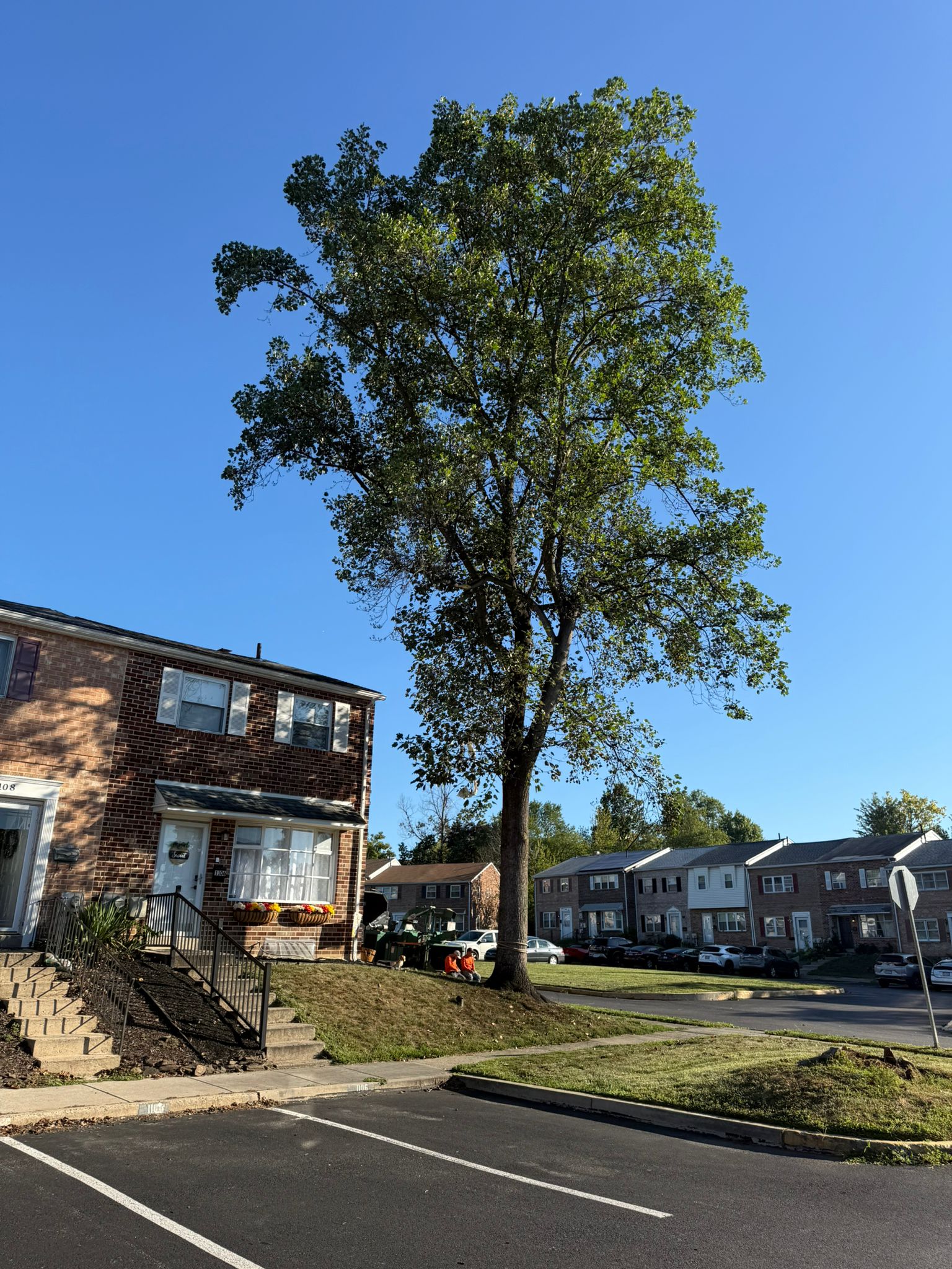 Tree service work B